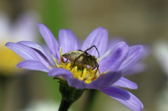 図鑑写真閲覧注意-2