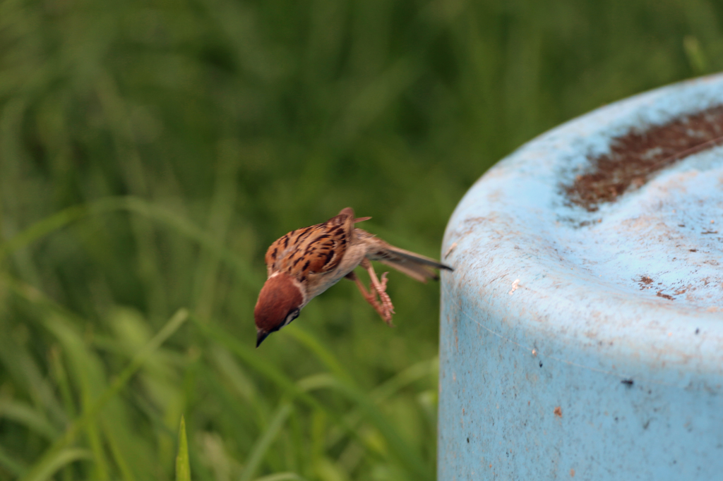 バケツから飛び降りる