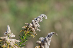 遠くに飛んで行け