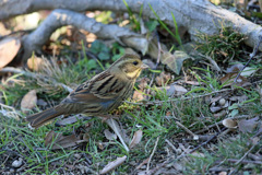 スポットライト