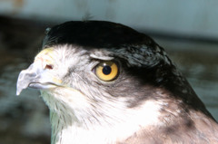 少女漫画ようオオタカさん