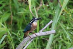 上見るカワちゃん