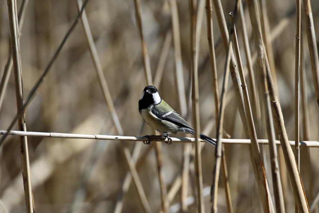 シジュウカラのポーズ-4