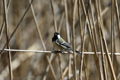 シジュウカラのポーズ-4