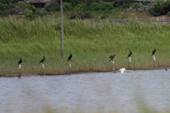 ダイサギ逃げる