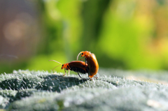 退治しないでよかった