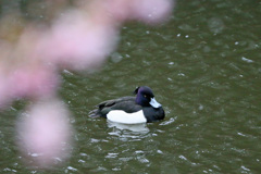 寝ぐせついてるに