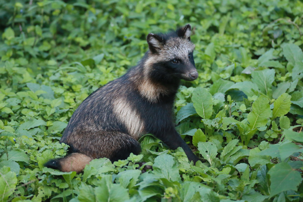 ポンタかポンコシリーズ-4