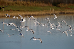 日差しを浴びて