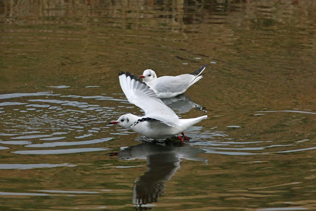 ユリカモメ発進