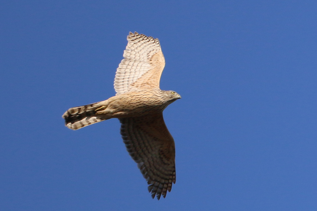 オオタカ幼鳥-5