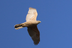 オオタカ幼鳥-5