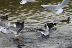 いつもの争奪戦
