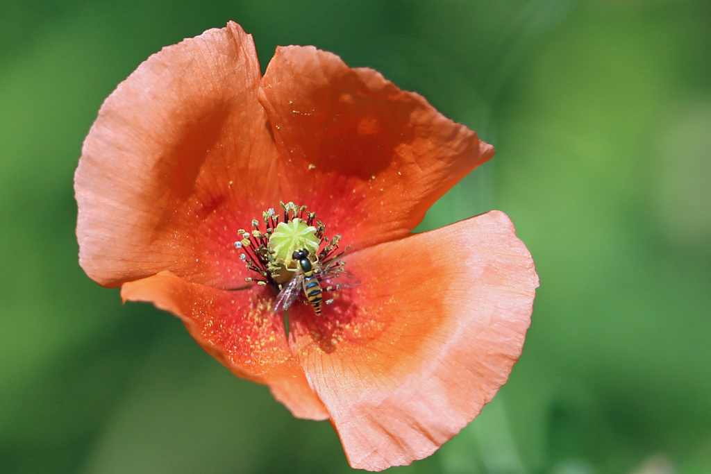 ハナアブ君み～つけた