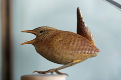 本物そっくりです-4