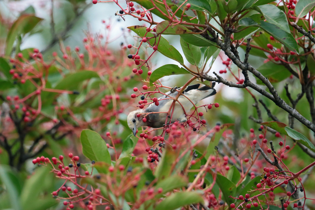 サンゴジュの中で