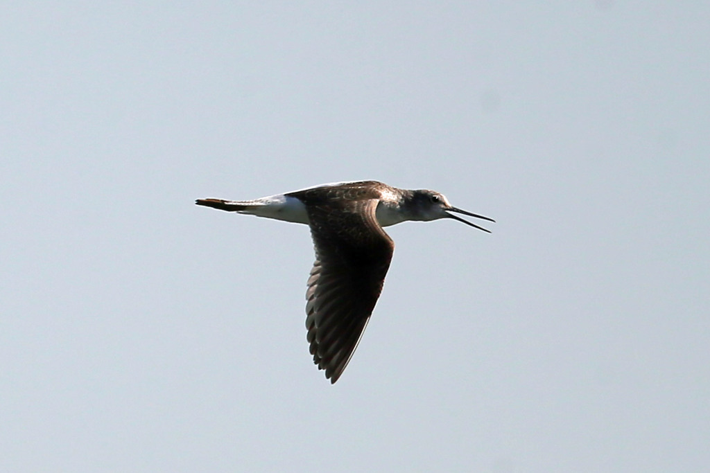 青空とアオアシシギ