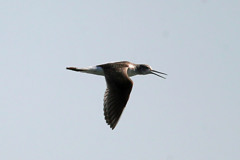 青空とアオアシシギ