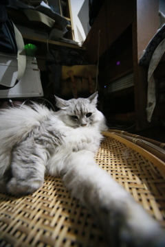 手長にゃにゃその4