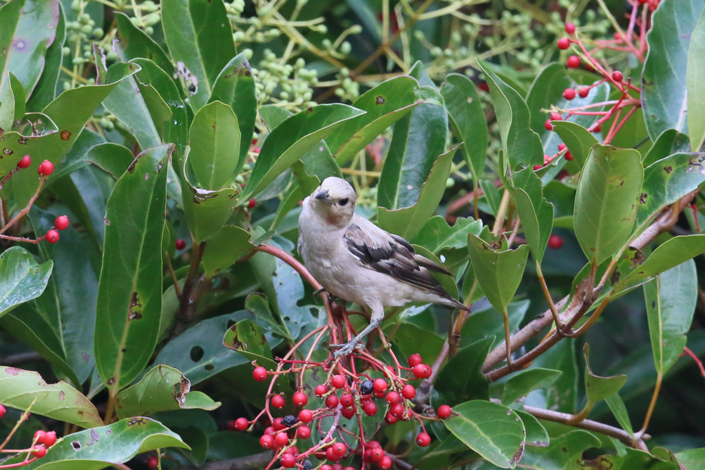 コムクドリポートレート