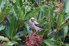 コムクドリポートレート