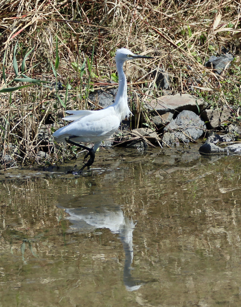 きどってて歩く