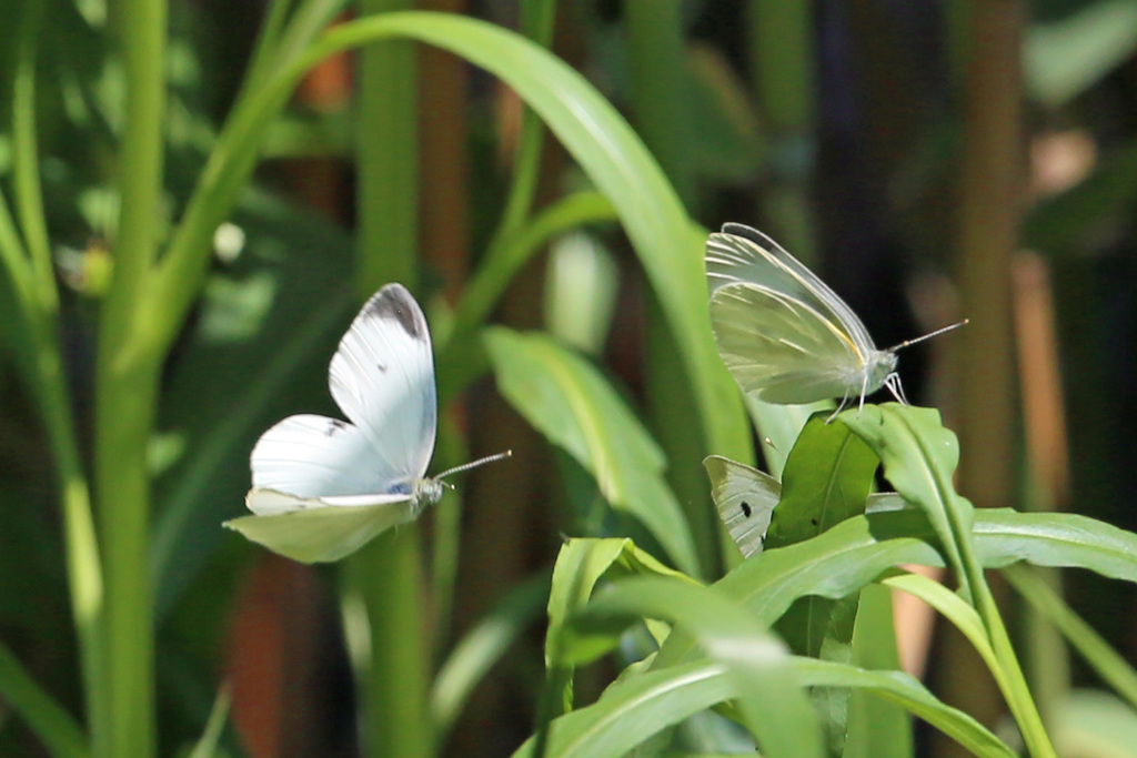チョウが舞う-2
