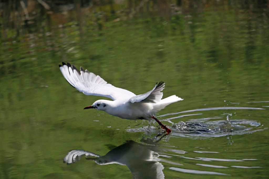 ユリカモメ飛び出しその2