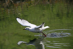 ユリカモメ飛び出しその2
