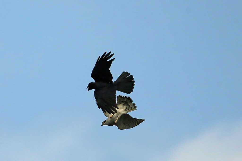 カラスVSオオタカ