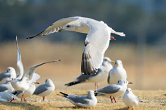 邪魔するユリカモメ