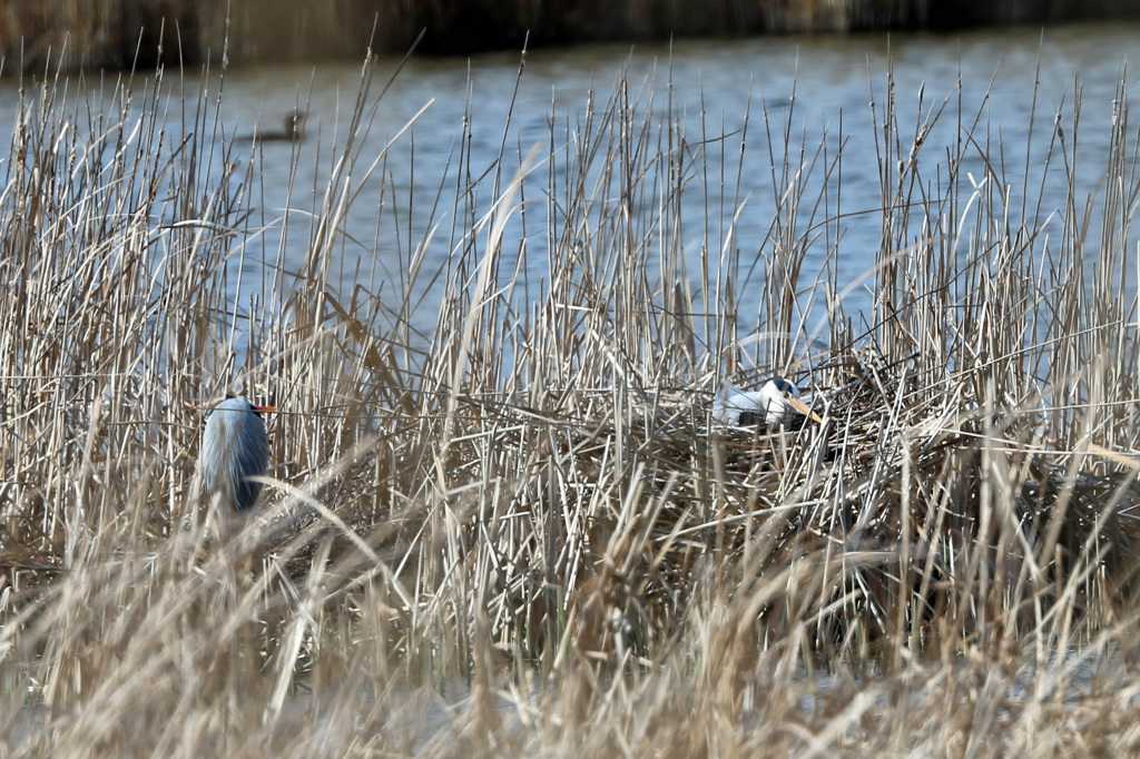 見守るお父さん