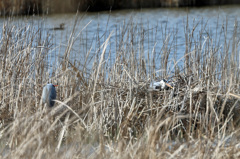 見守るお父さん