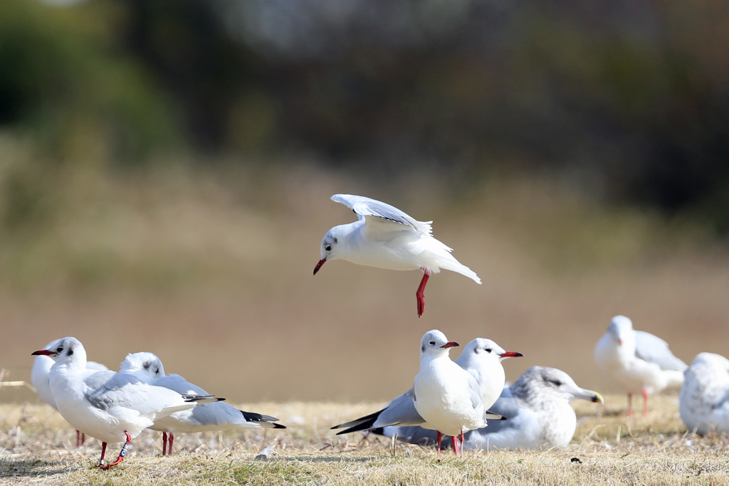 あ！ぶつかりる