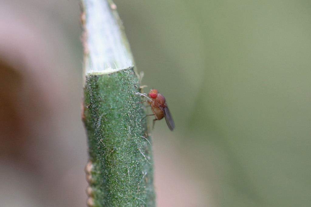 始めてお目にかかります
