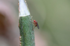 始めてお目にかかります