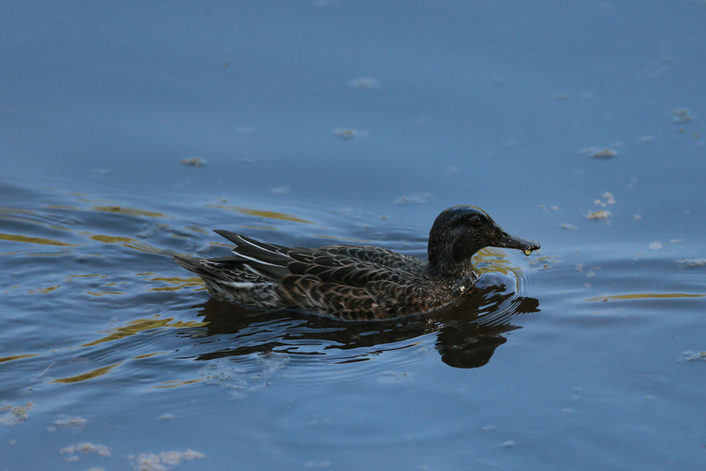 コガモシリース-1