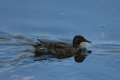 コガモシリース-1