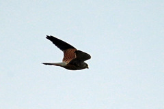 曇り空とチョウゲンボウその1