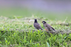 その羽ちょうだいよ