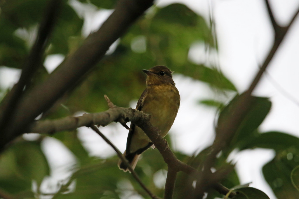 キビタキ幼鳥♀