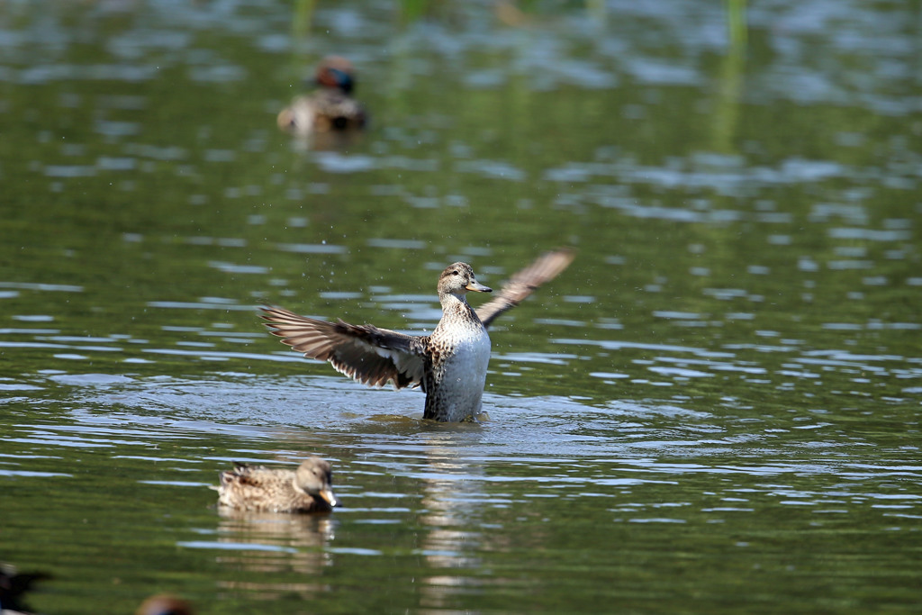 コガモ定番写真その2