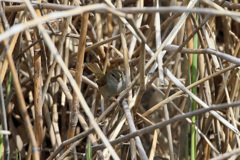 ウグイスはどこでしょう-4