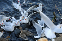 今日も激しい争奪戦