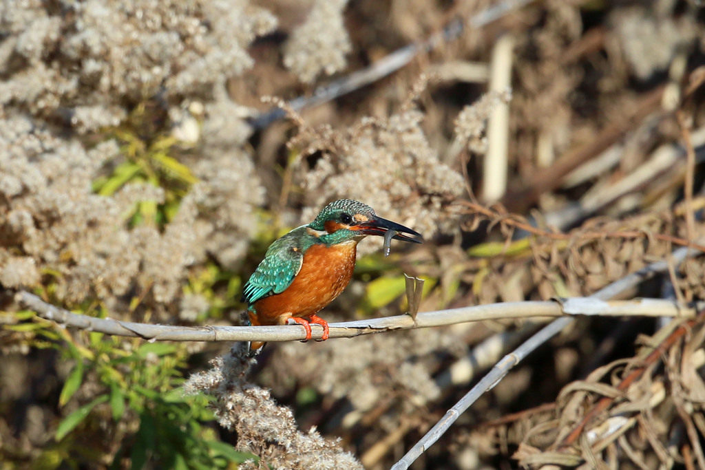 お魚ゲットその1