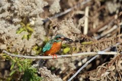 お魚ゲットその1