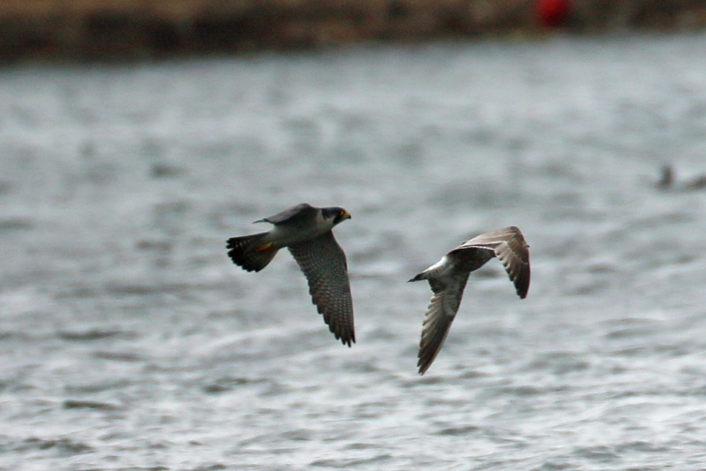 ハヤブサ追っかける
