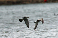 ハヤブサ追っかける