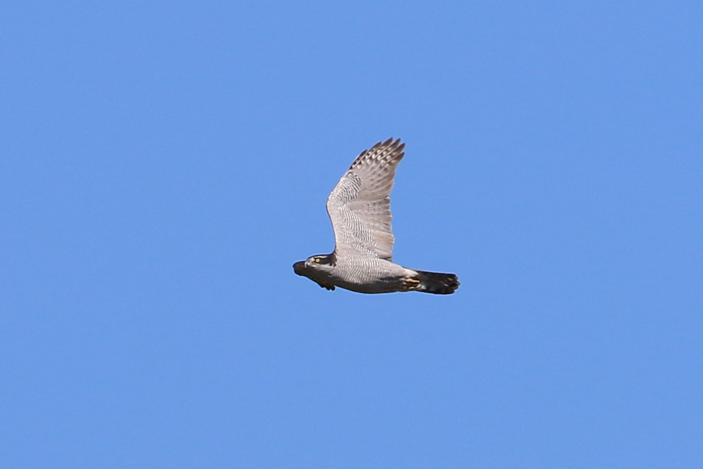 オオタカ成鳥、