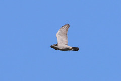オオタカ成鳥、